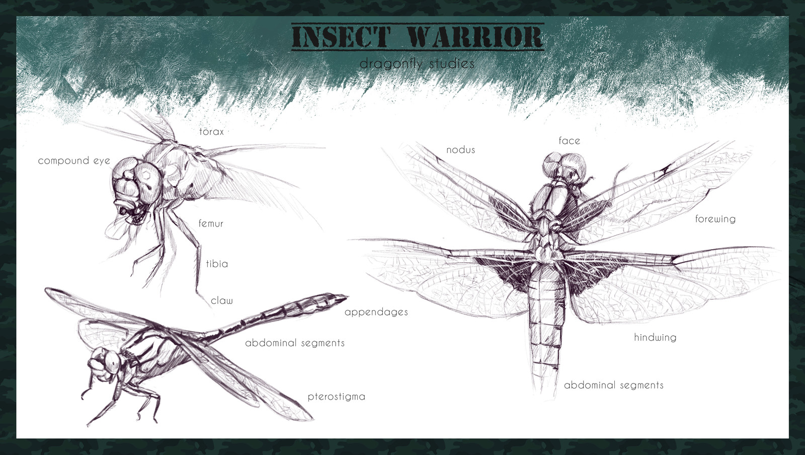 Dragonfly studies