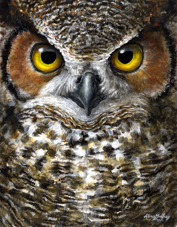 Adult Great Horned Owl