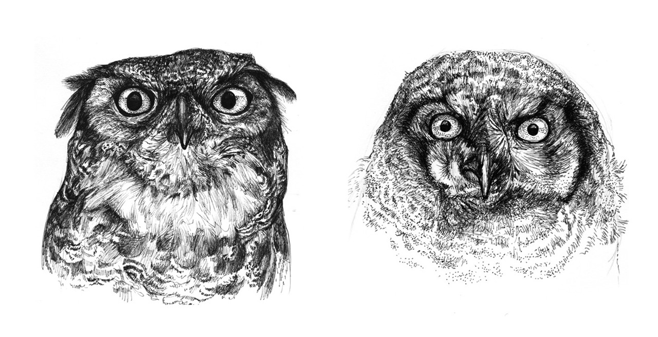 Ink sketches of specimens done on-site at Burke Museum