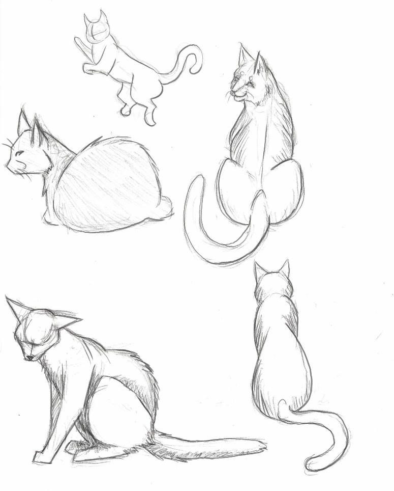 Artstation Cat Gestures Suzanne Adamson