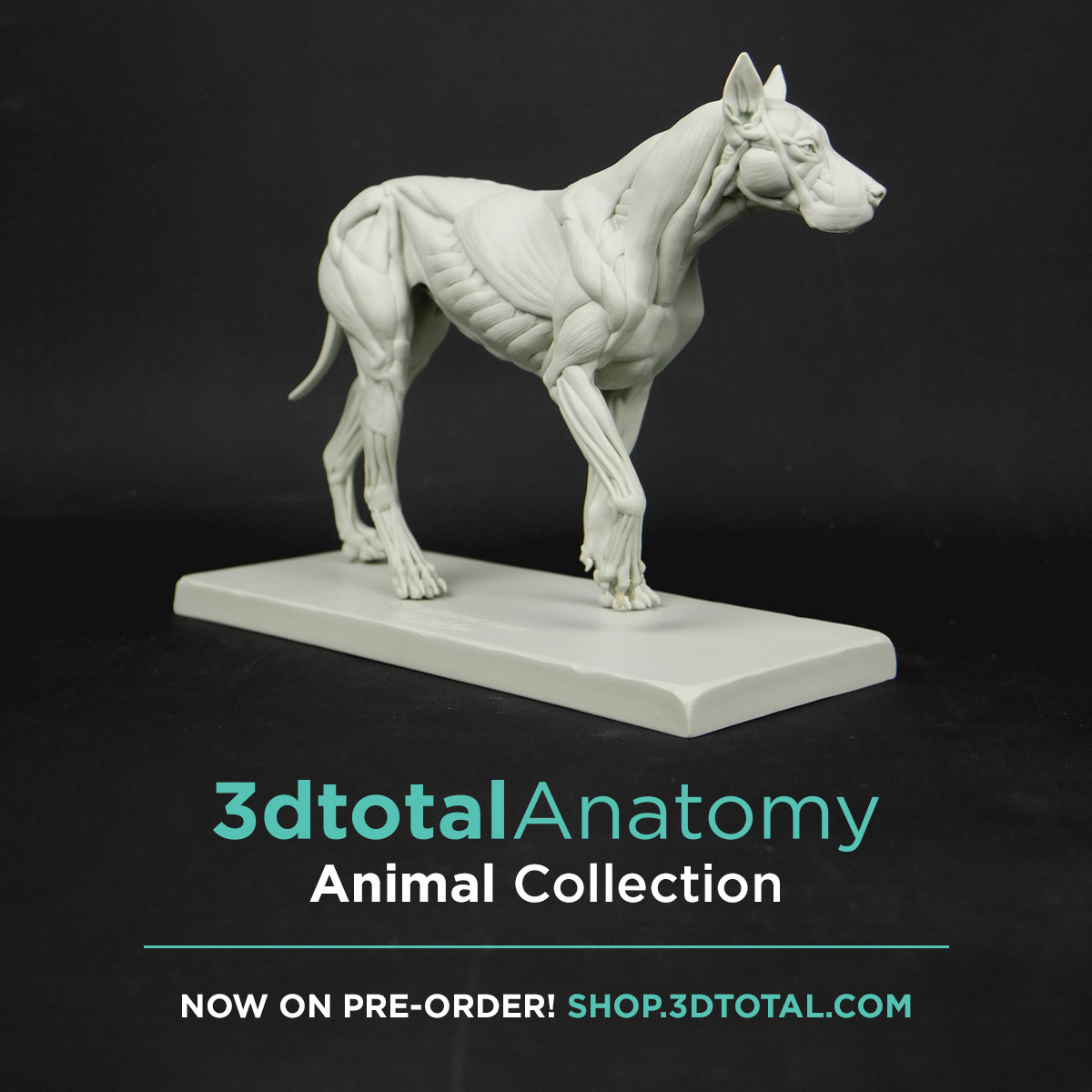 If you want to order the Canine ecorche :
https://shop.3dtotal.com/3dtotal-anatomy-canine-figure.html