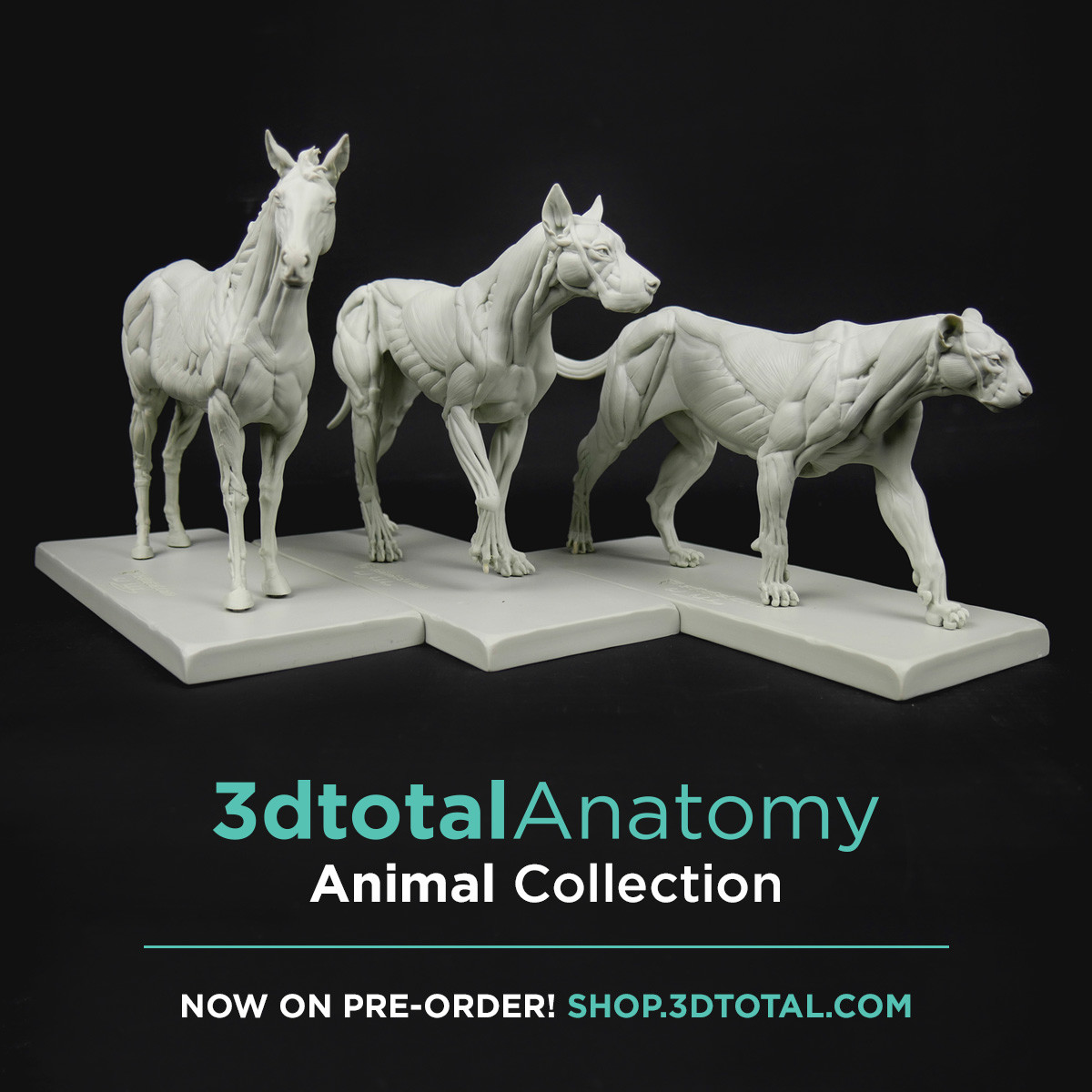 All the family (Equine, Canine and Feline) :
https://shop.3dtotal.com/3dtotal-anatomy-3-piece-set-of-animal-figures.html