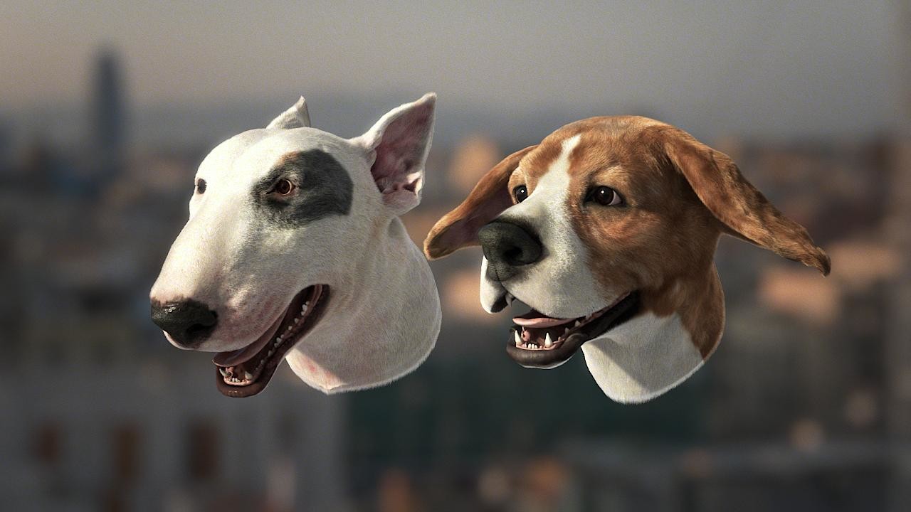 bull terrier and labrador