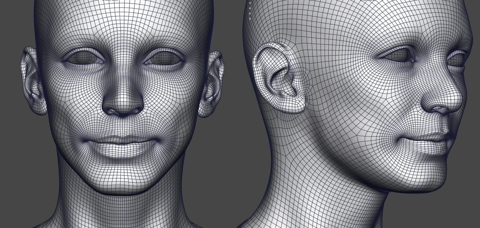 Head wireframe