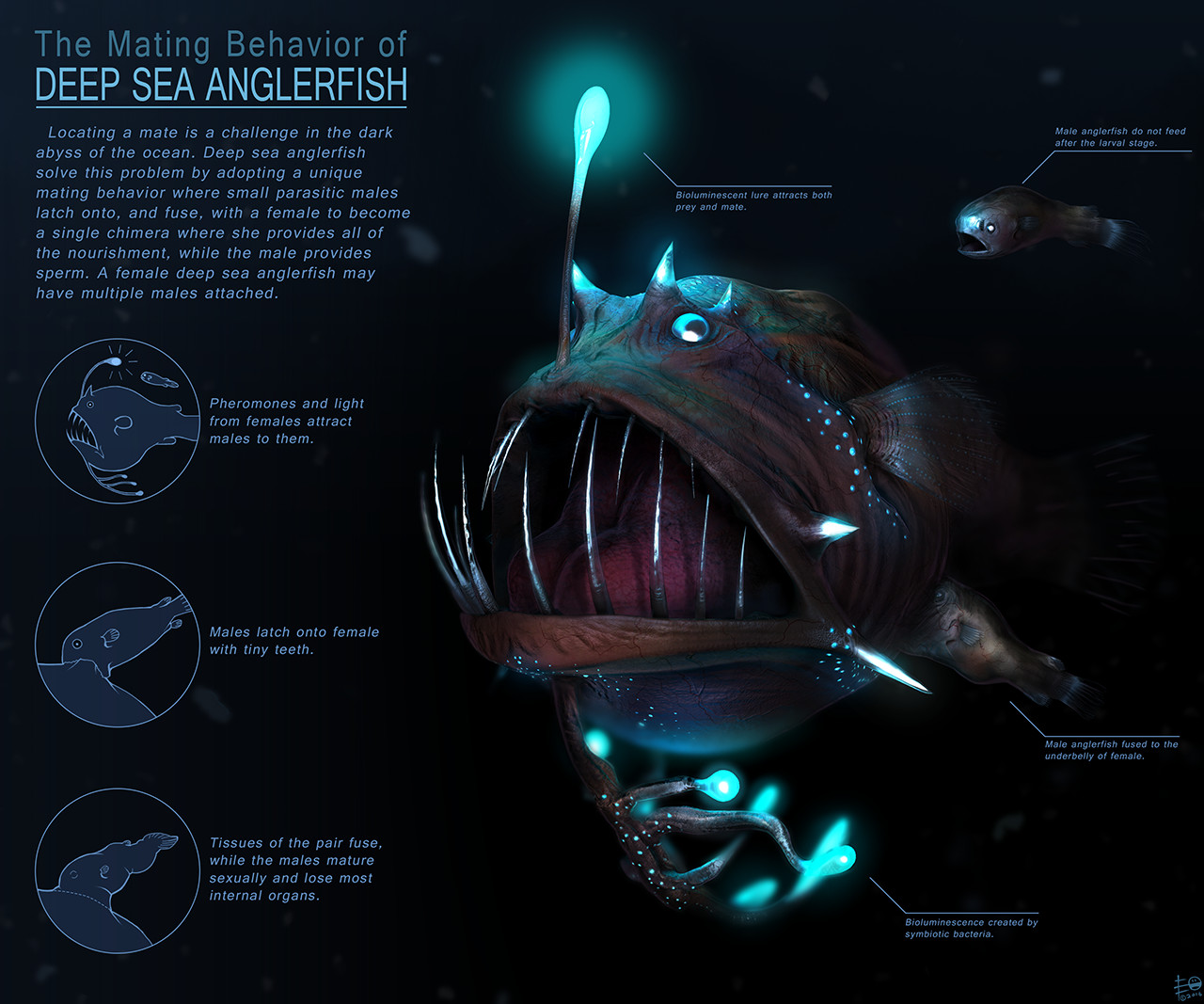 angler fish scientific illustration