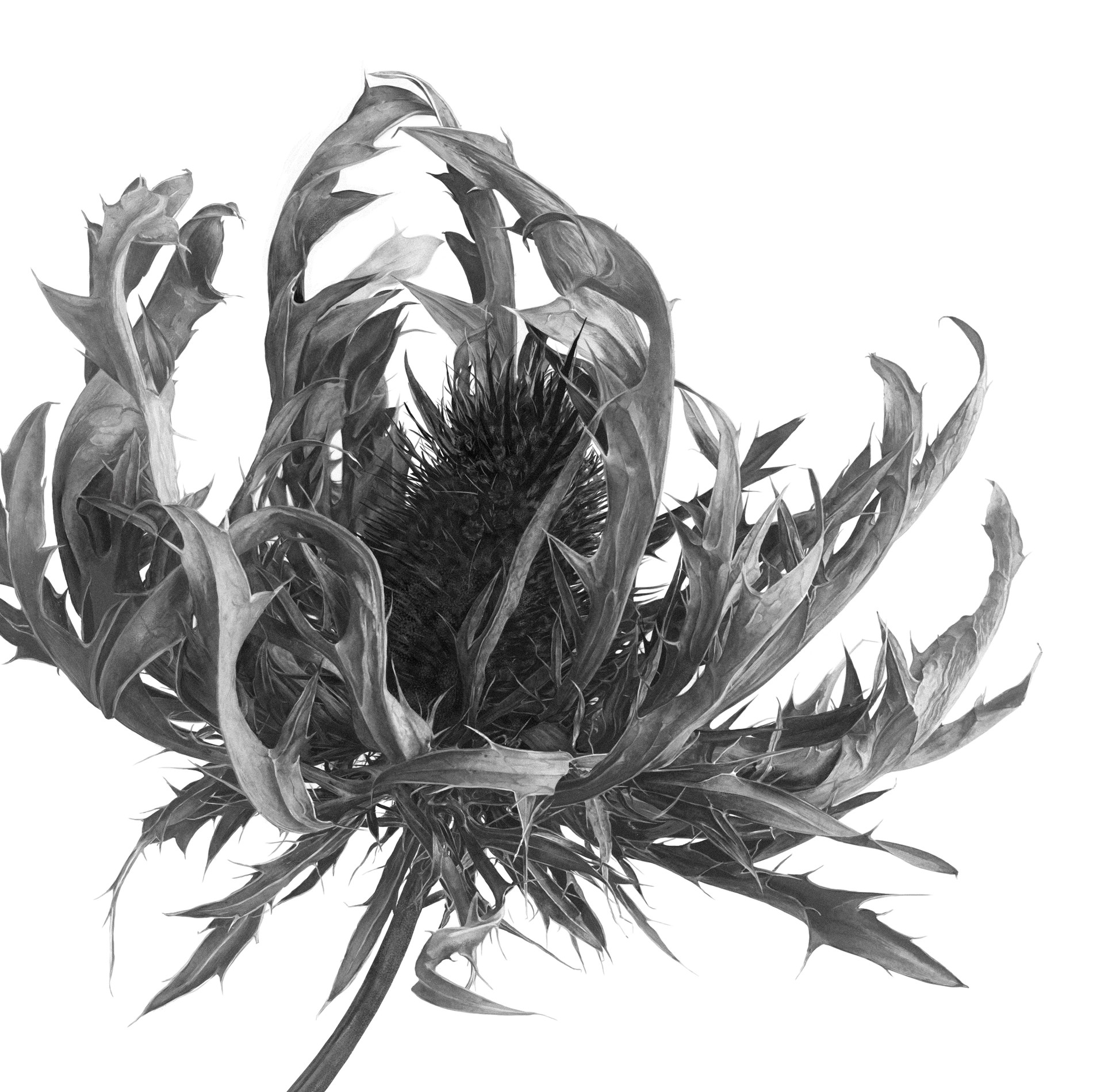 Artstation Botanical Illustration Thistle Anastasiia Maliushevska