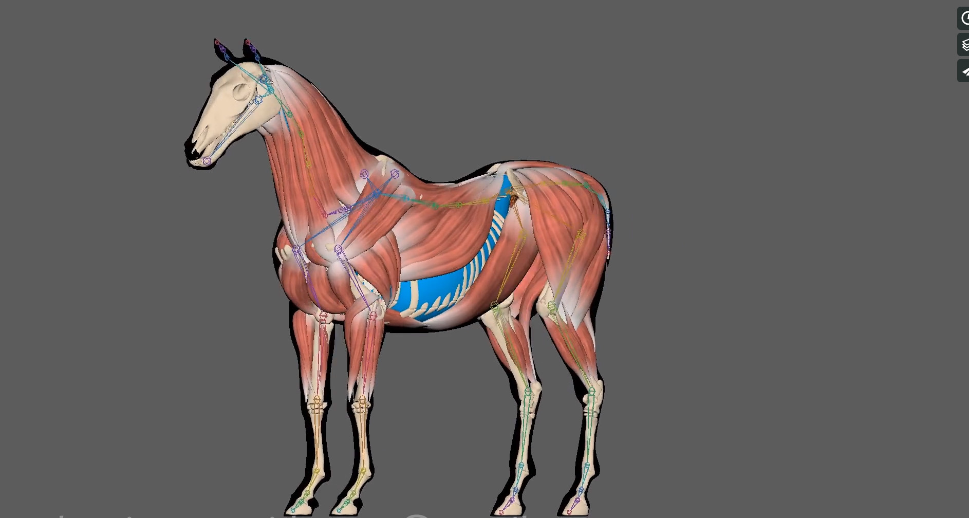Valentin Procida Horse Muscles System