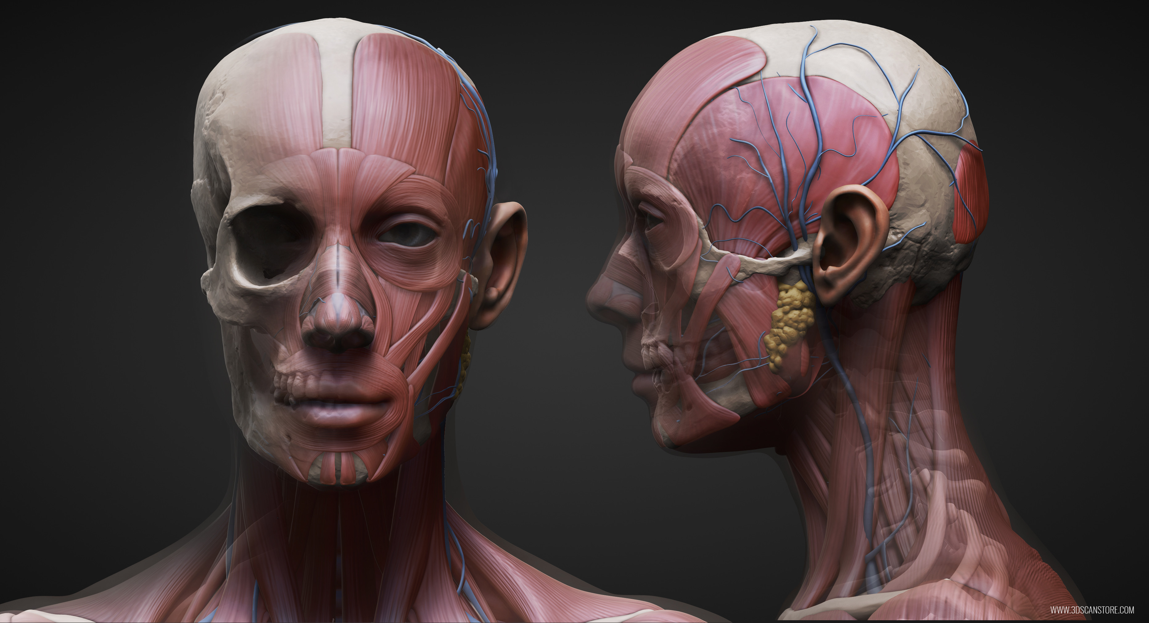 После голова три. Анатомия лица. Мышцы лица. Мышцы лица анатомия.