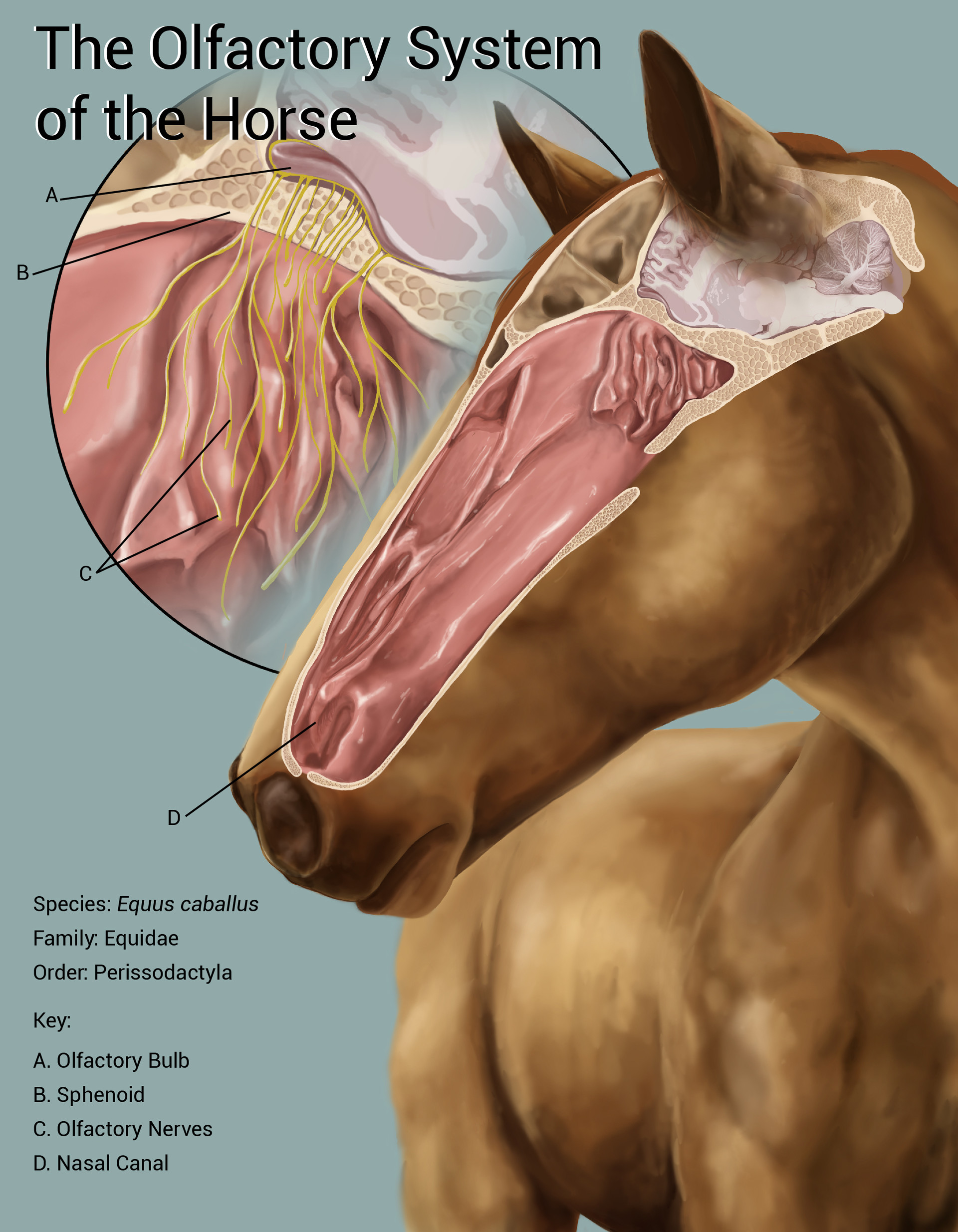 Artstation Olfactory System Of A Horse Riley Schultz