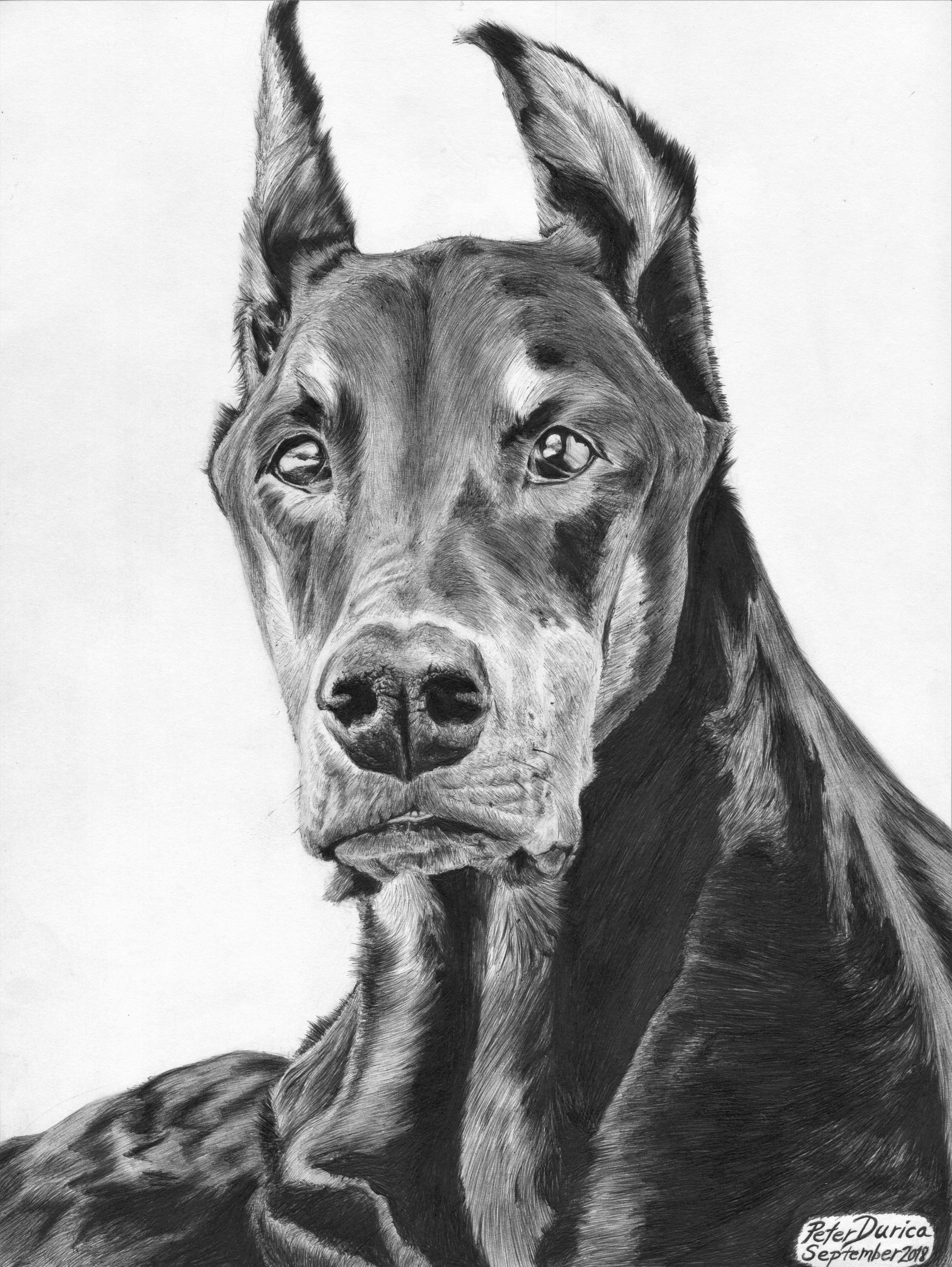 dobermans in pencil sketch