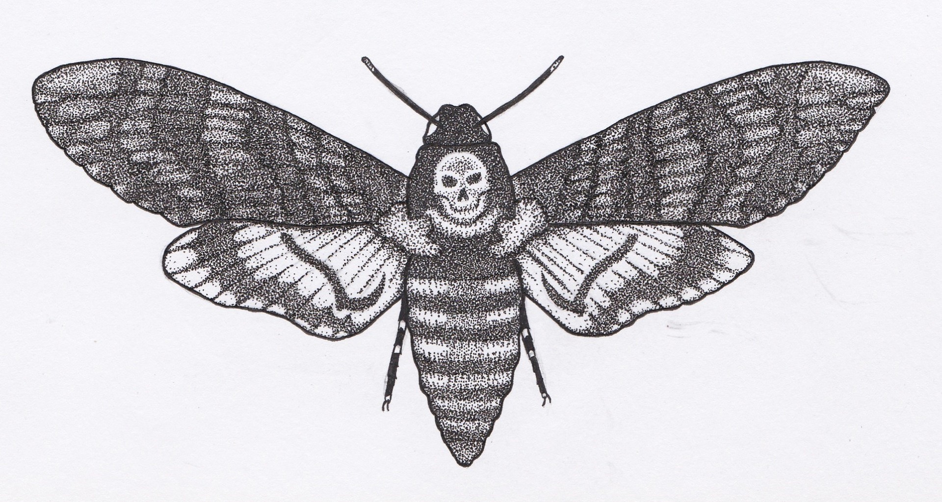 Бражник Рисунок