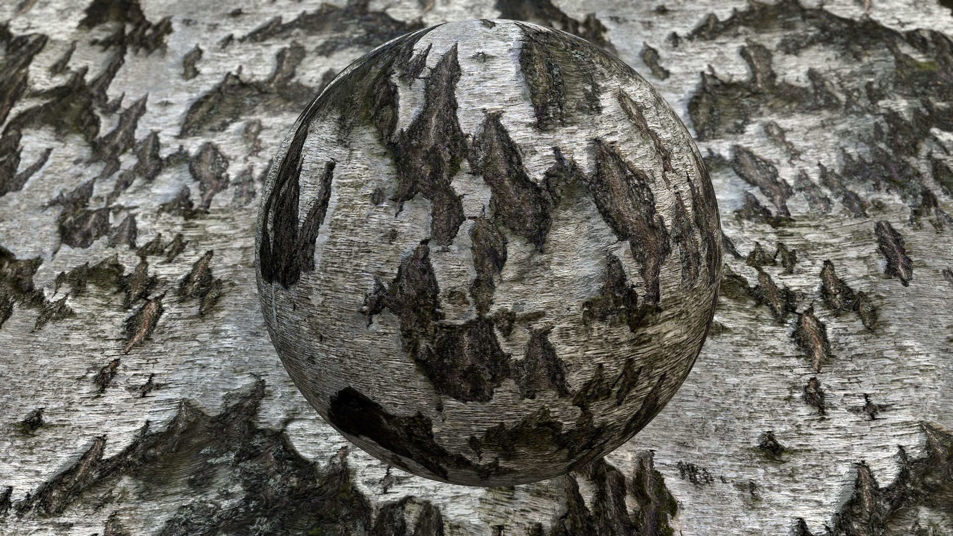 Robin Albertsson Birch Bark Photogrammetry Based Texture From Existing Asset