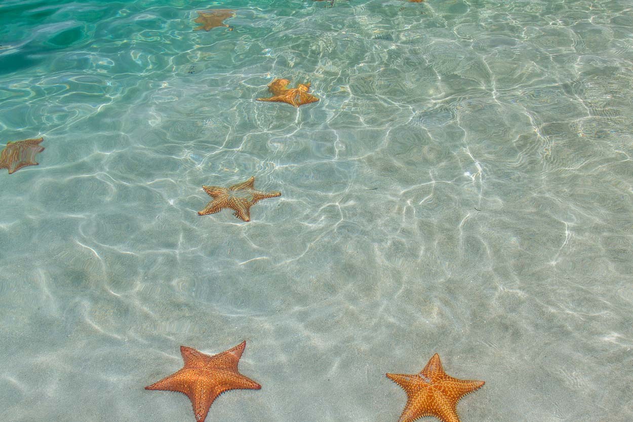 Морские звезды на дне. Пляж морских звезд — бока дель Драго. Морская звезда Фукуок. Песчаное дно. Морская звезда на пляже.