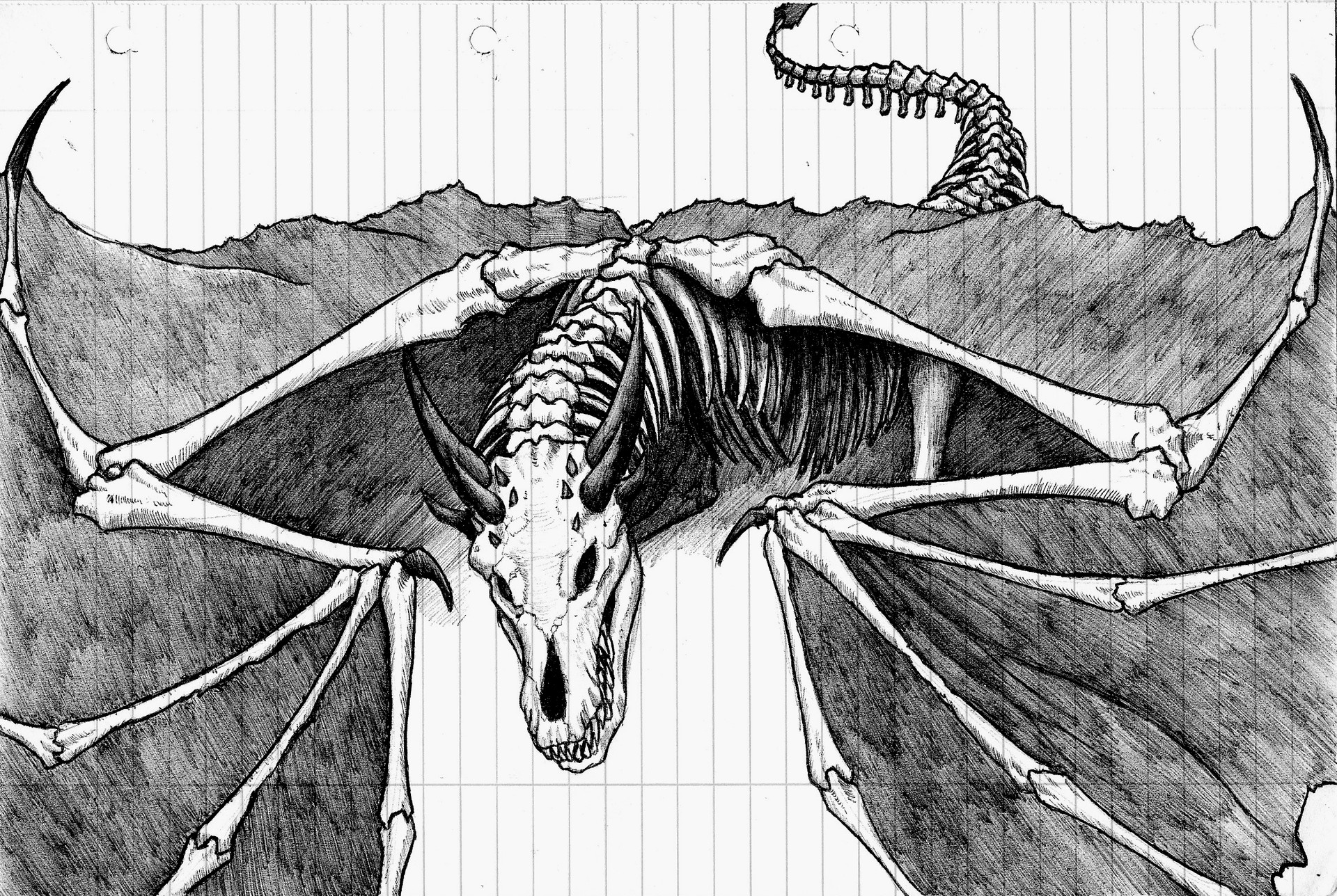 dragon skeleton drawing