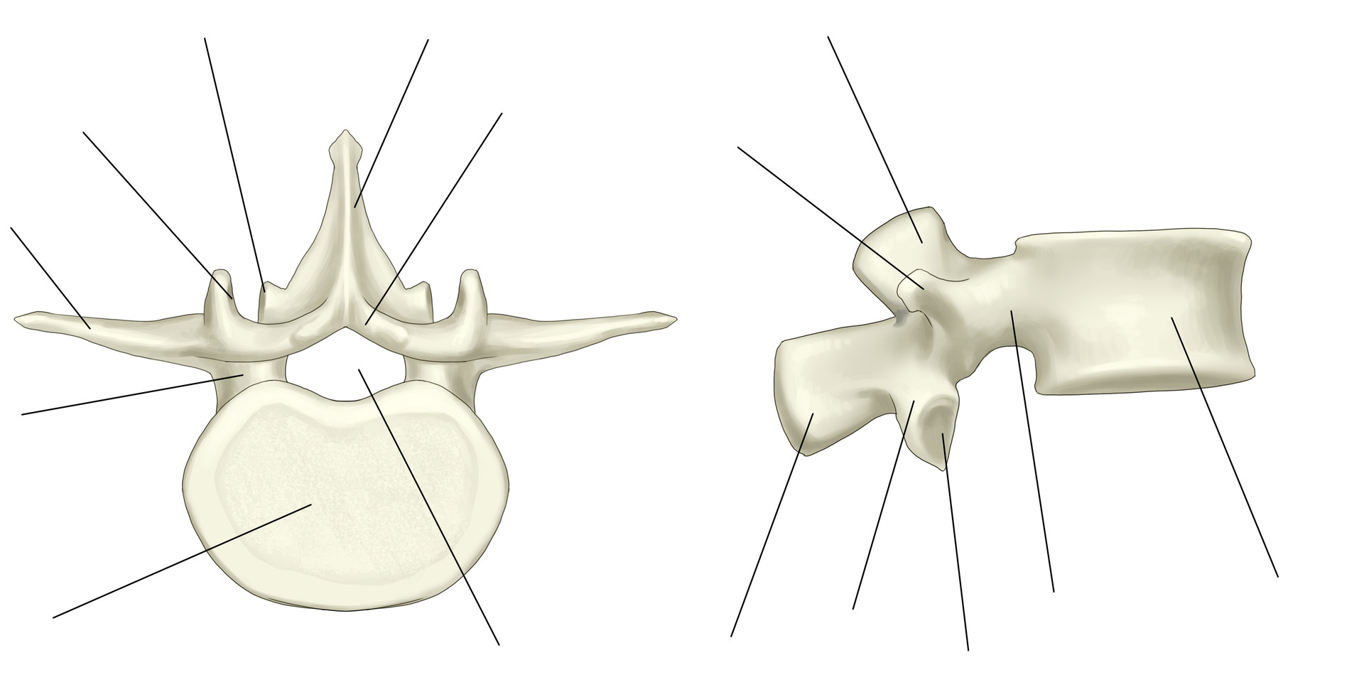 Zoe Steinberg - Bones & Bony Landmarks Worksheets