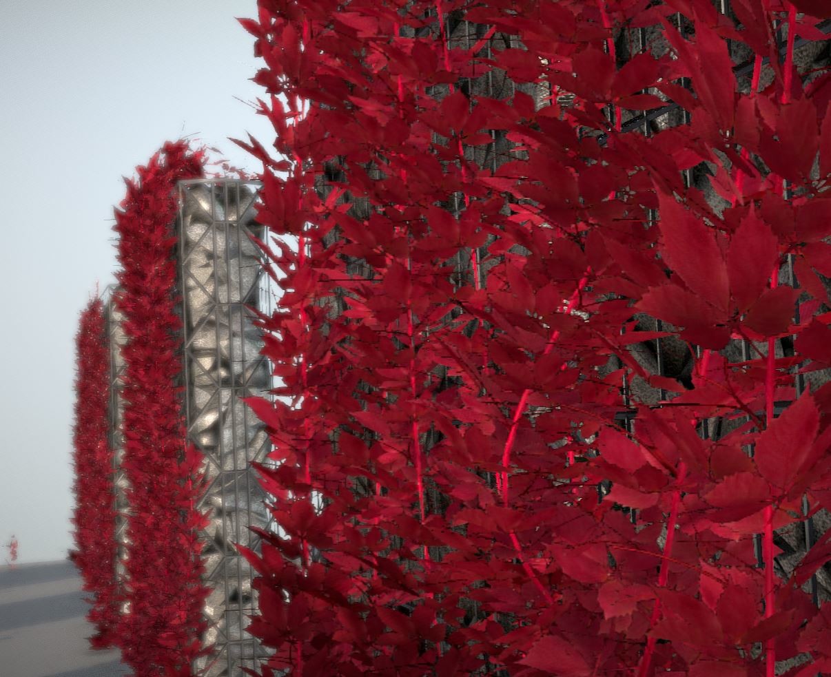 Vine in autumn on gabion walls