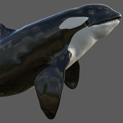 Ladema ipan killer whale 1