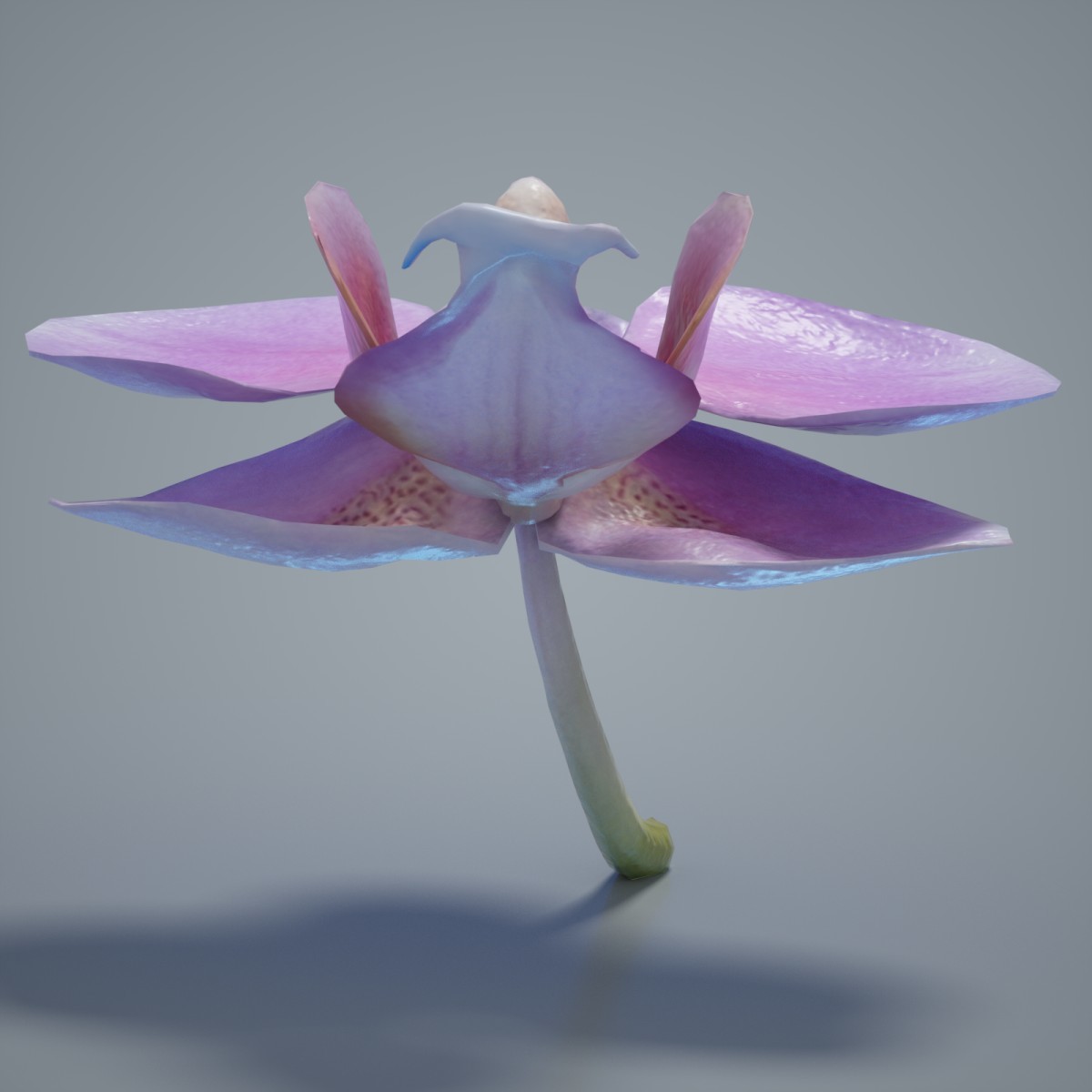 Artstation Orchid Collection Polygonal Miniatures