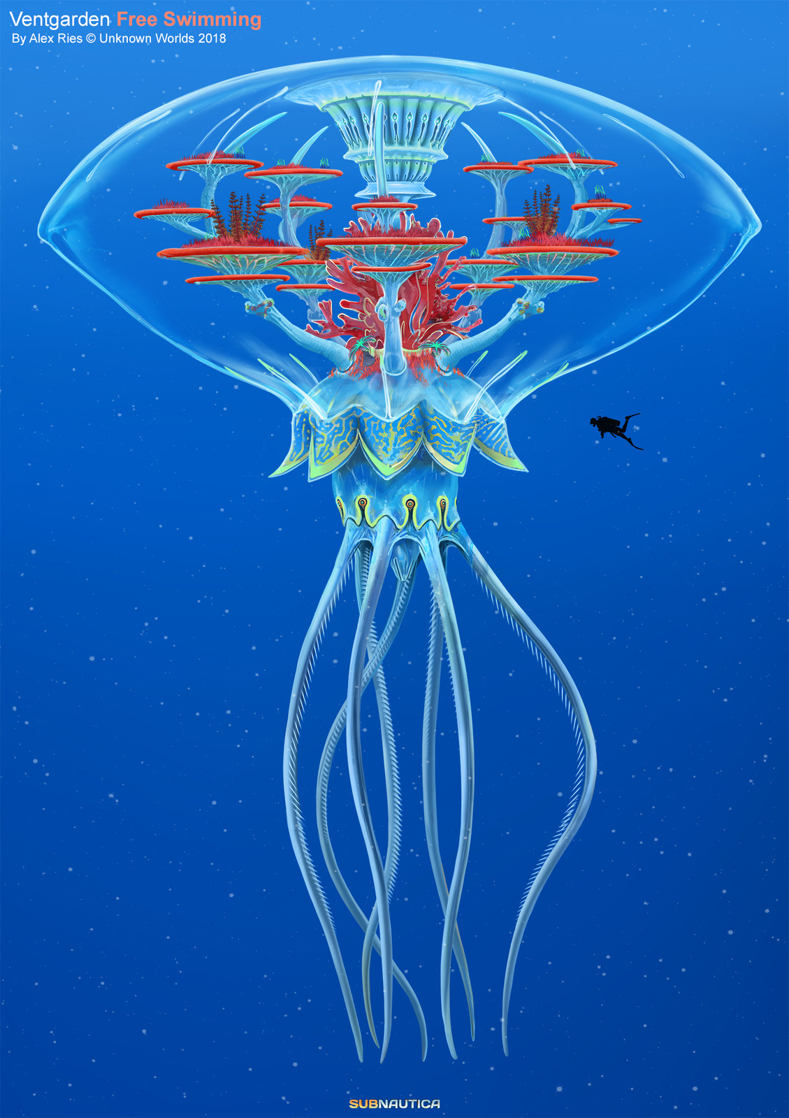 When free swimming it can drift near the surface.