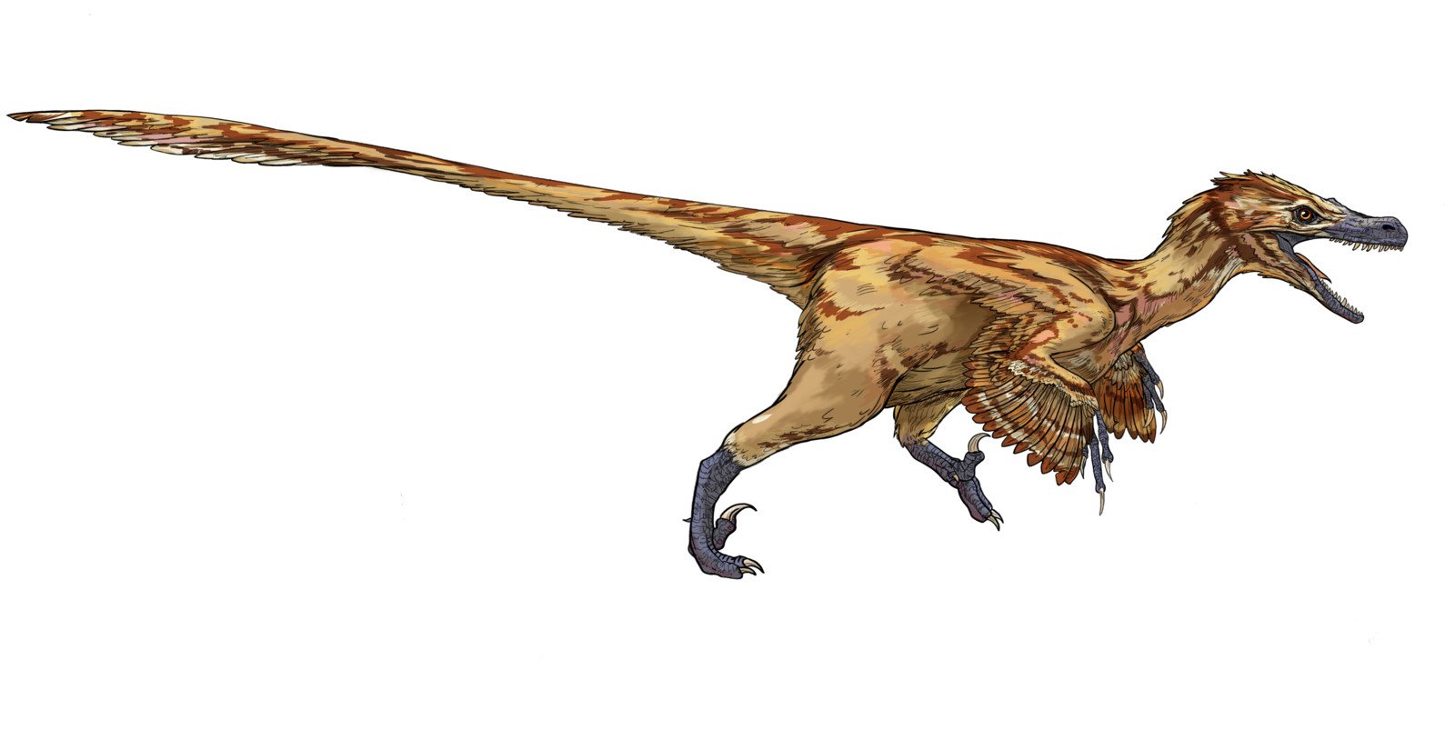 Velociraptor Illustration: Paleo art 