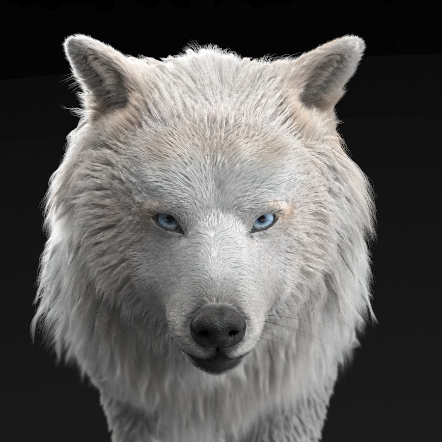 ArtStation - wolf