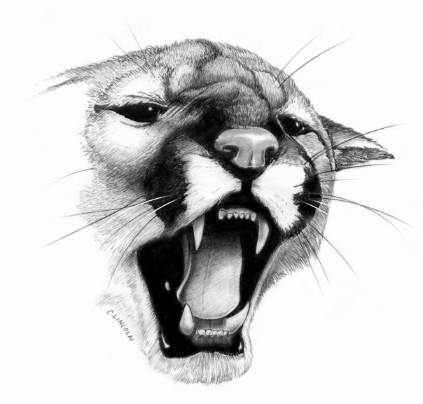 Artstation Animal Drawings Chris Lincoln