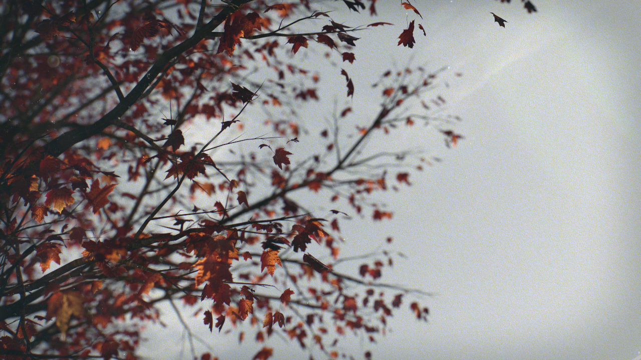 Maple