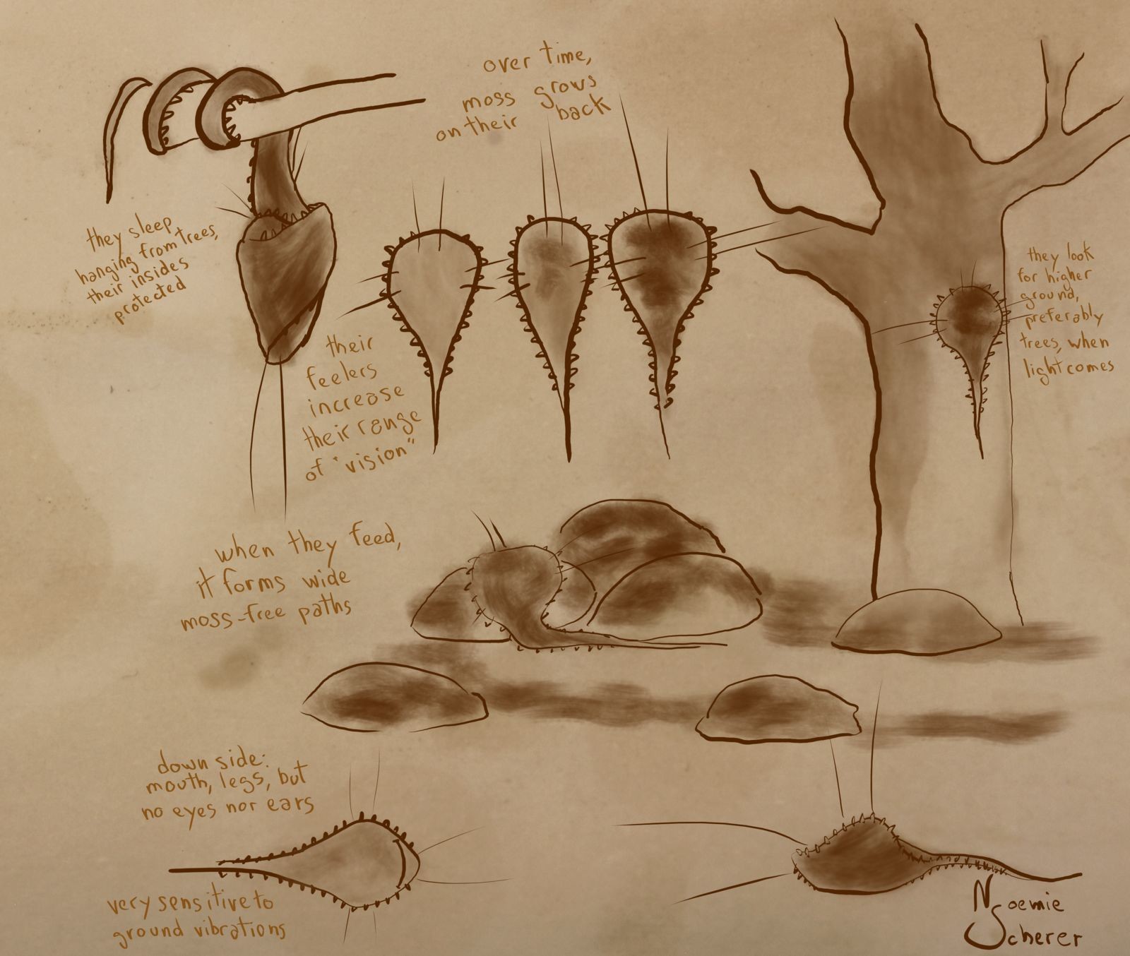centiray - solitary, near blind, lives in mossy forests