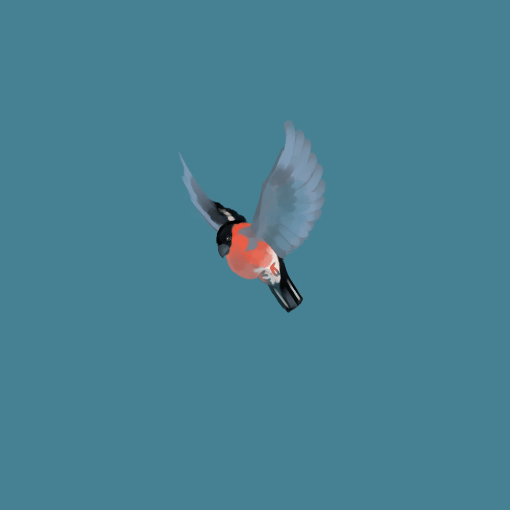 Eurasian bullfinch