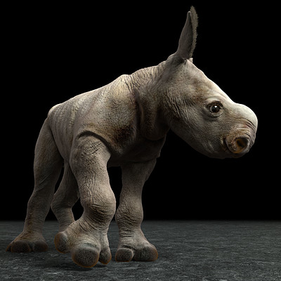 Baby rhino project: White rhino