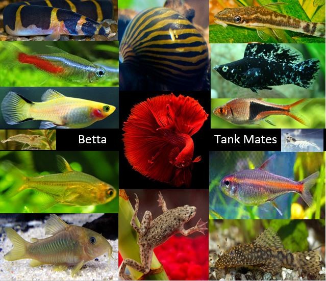 Artstation Betta Tank Mates Ymail Login