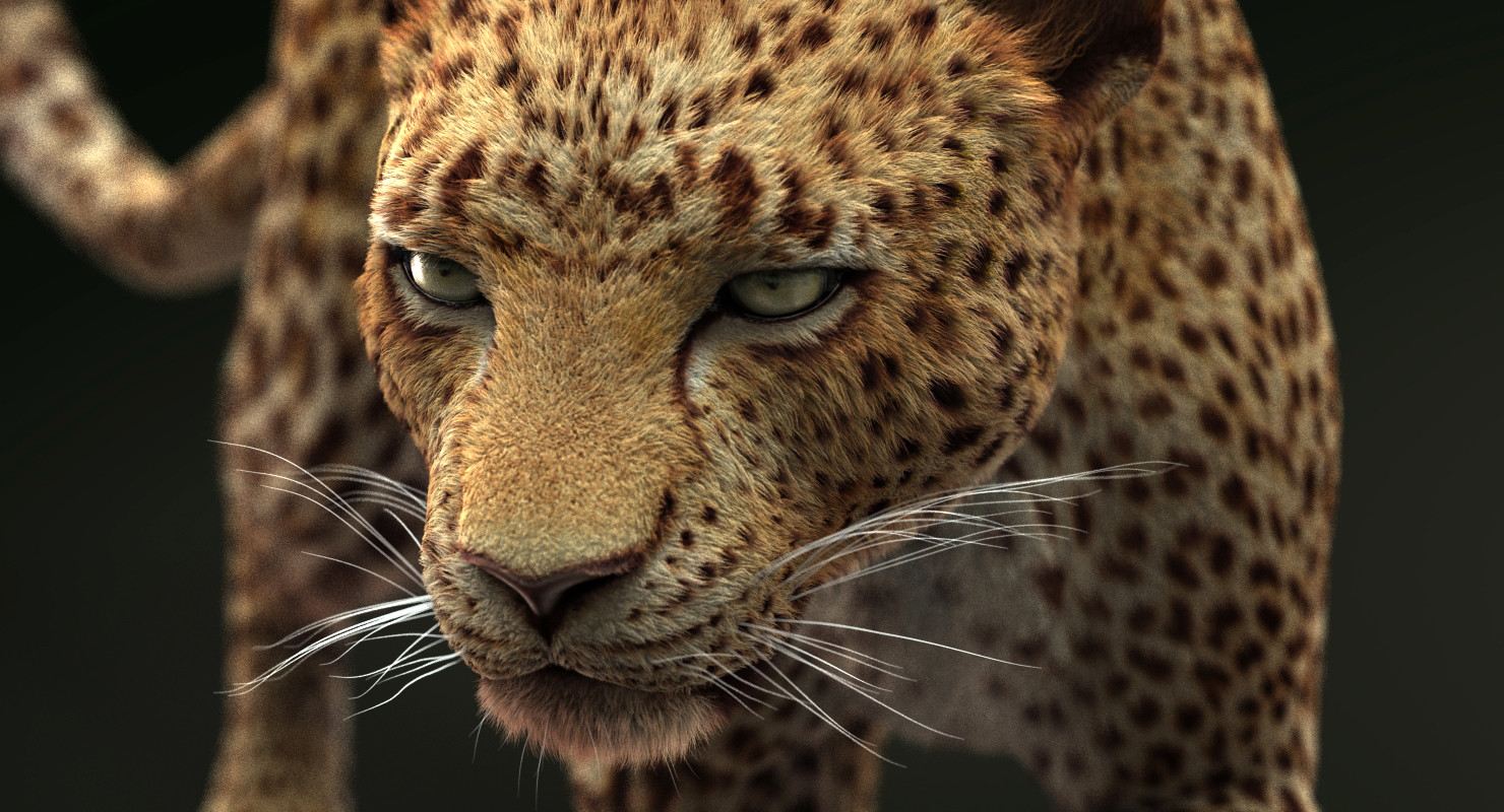 Leopard