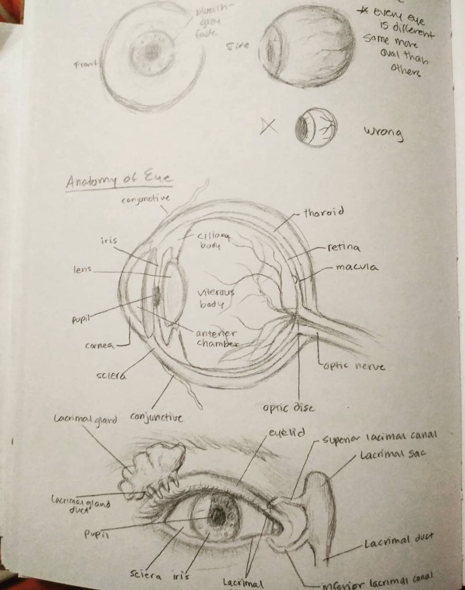 Drawing tutorial: How to draw a perfect eye. - ChipInHead.com