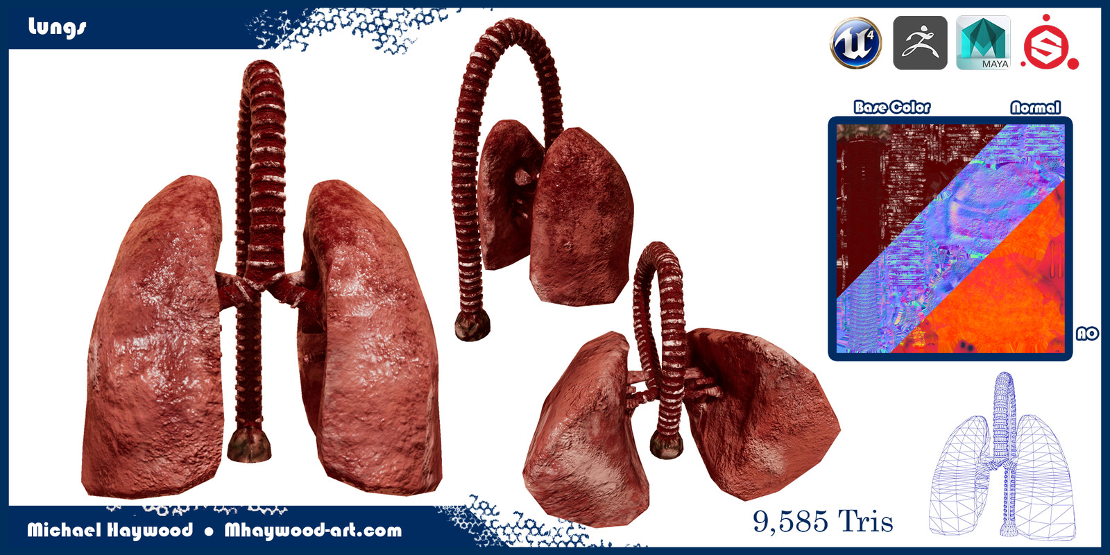 Lungs Modelsheet