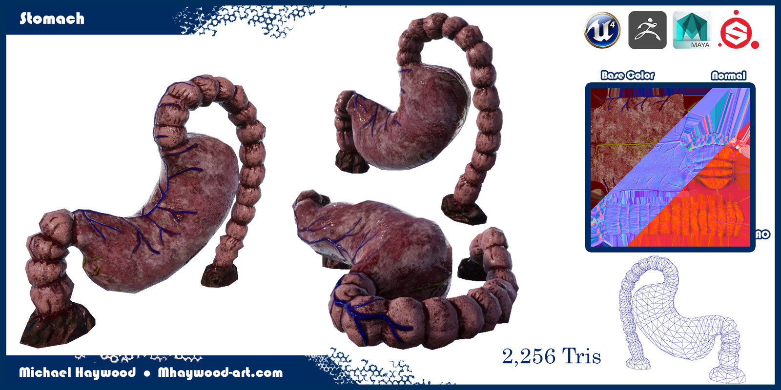 Stomach Modelsheet