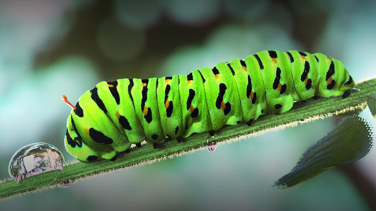 Artstation Swallowtail Caterpillar 3d Max Redshift