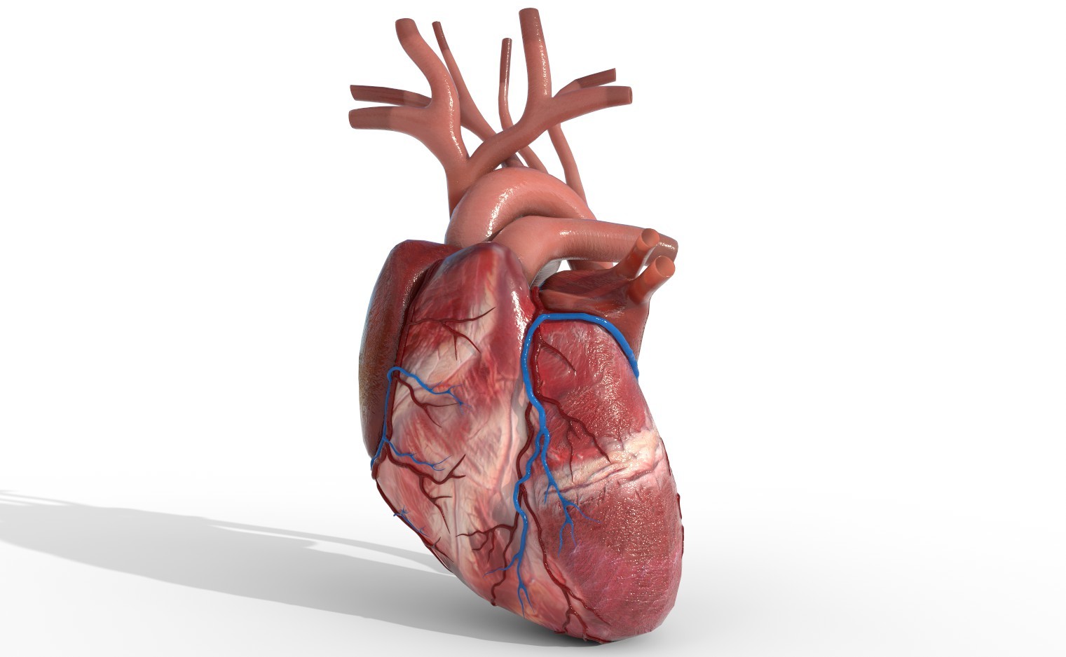 ArtStation - Human Heart animated PBR