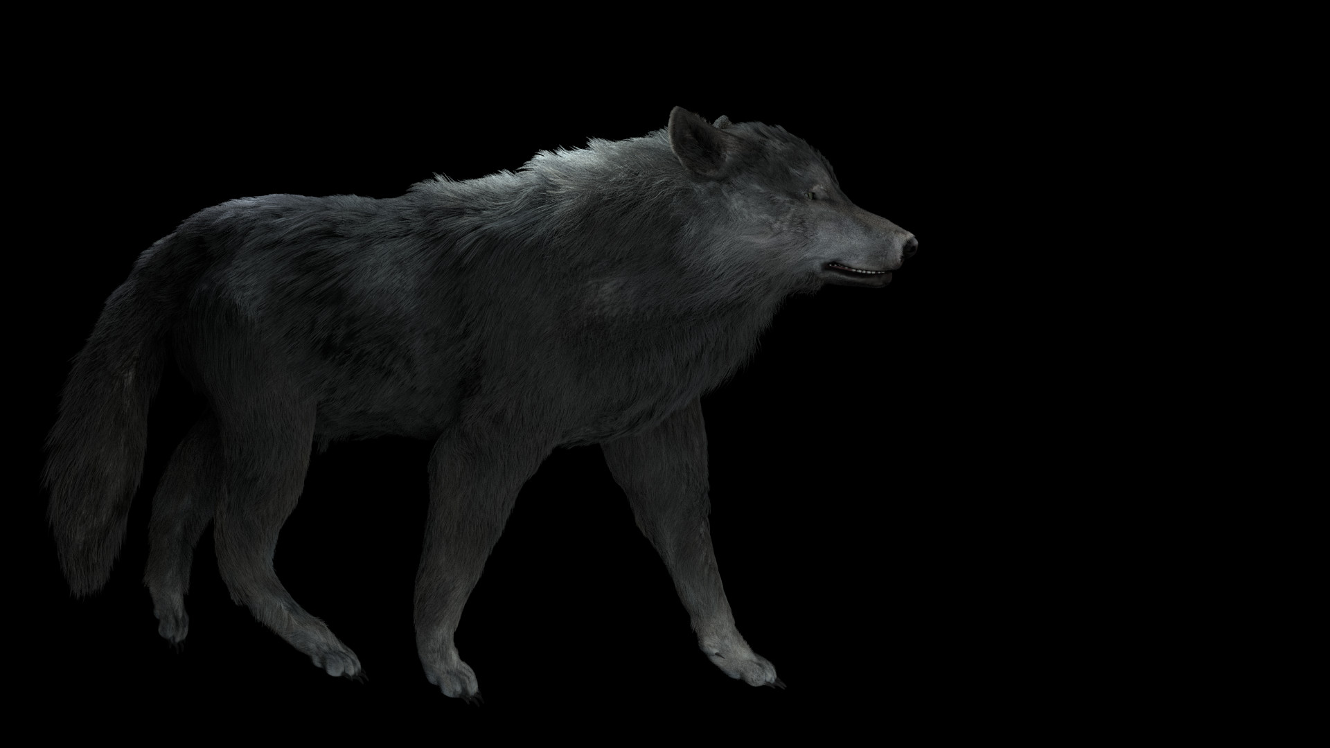 Wolf models. Wolf 3d model. Волк в Blender. Волк 3д модель. Волк Blender 3d модель.