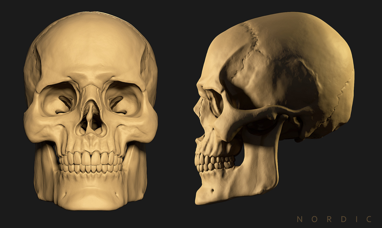 Human Skull Study & Variations.