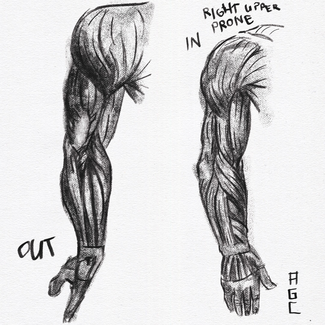 ArtStation - Arm Muscle Sketches