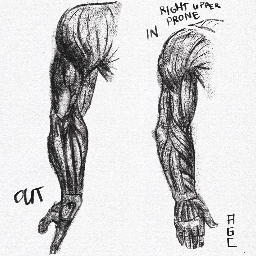 Adrian Cornejo Arm Muscle Sketches