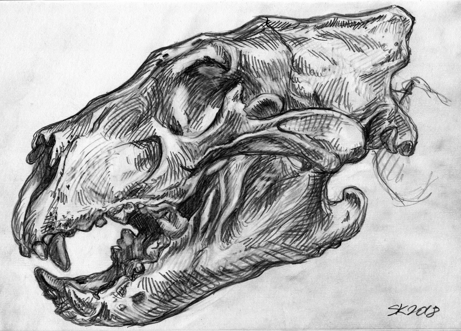 Lion skull and skeleton studies