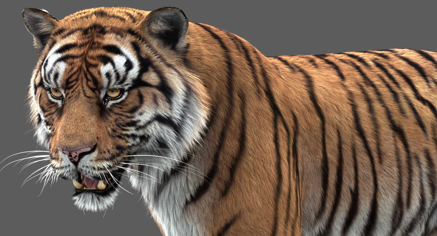 Tiger