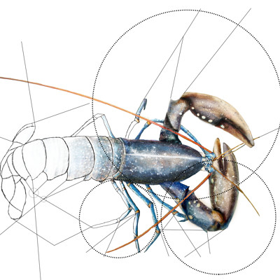Doriane claireaux homard