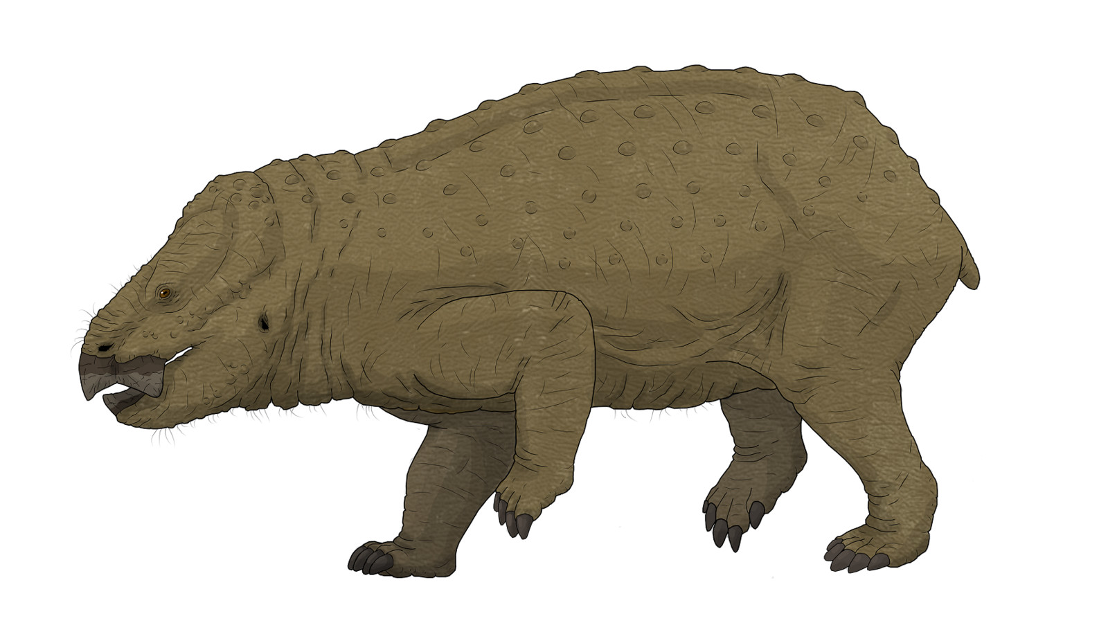 Juandertal Lisowicia bojani