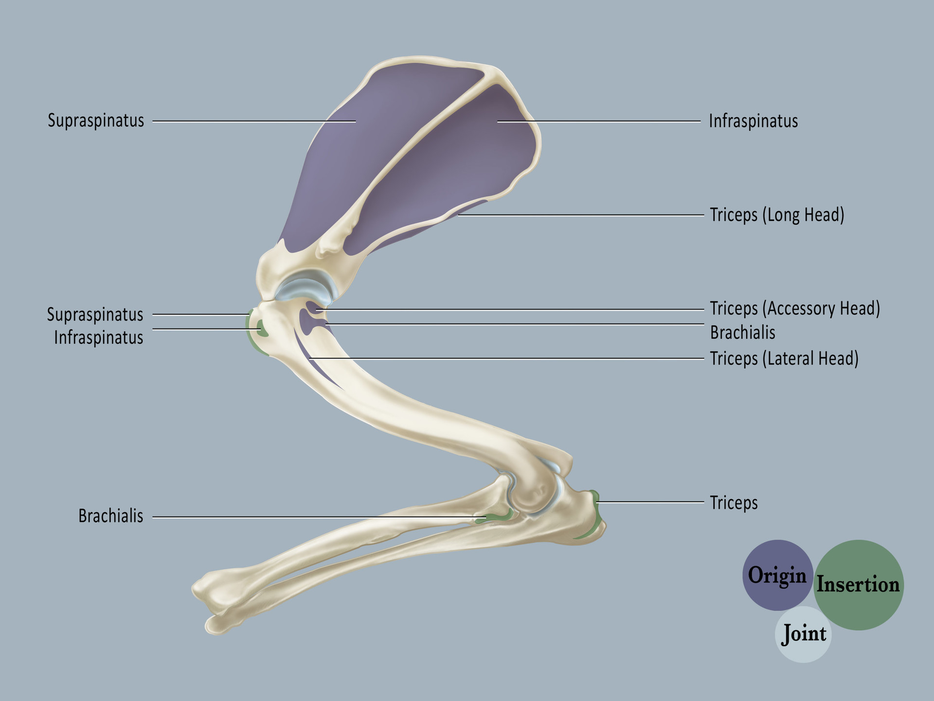 ArtStation Right Lateral View of the Origins & Insertions of the Bony
