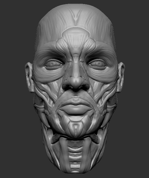 ArtStation - Head anatomy