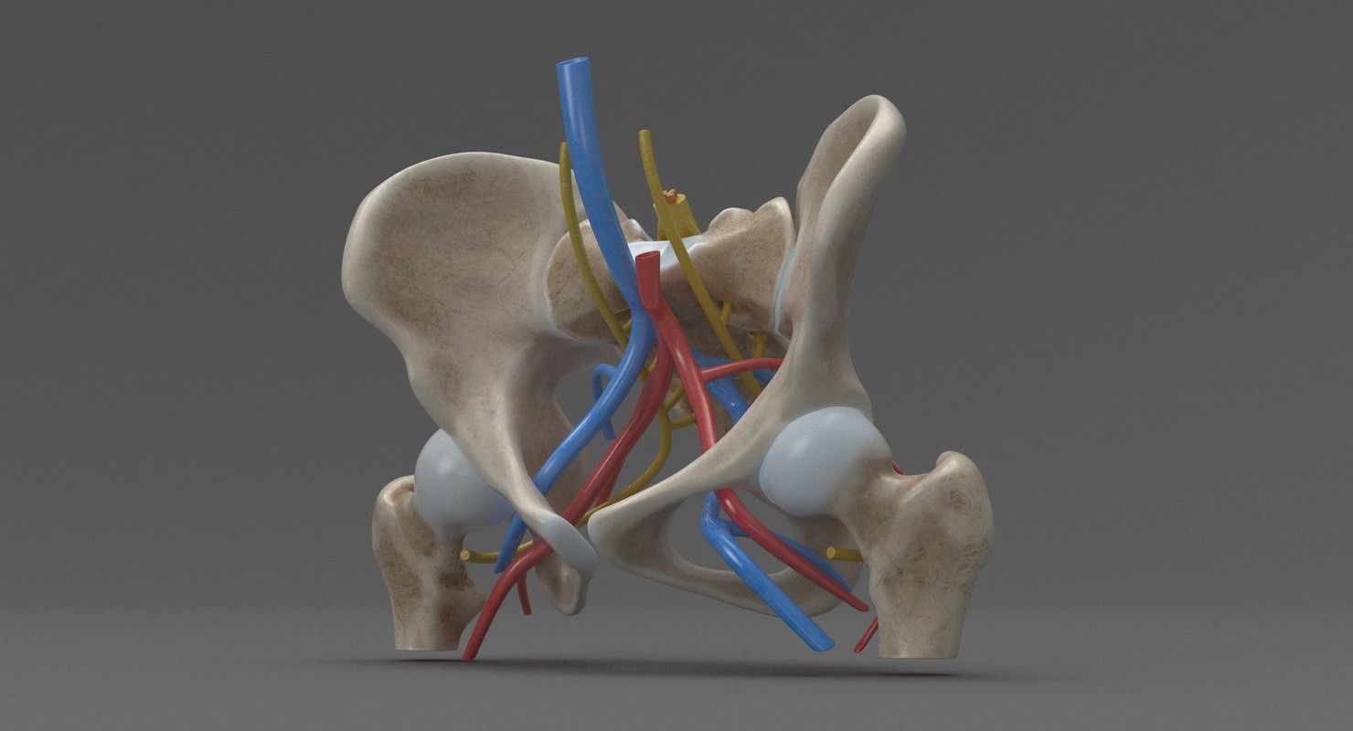 Human Female Anatomy - Hip