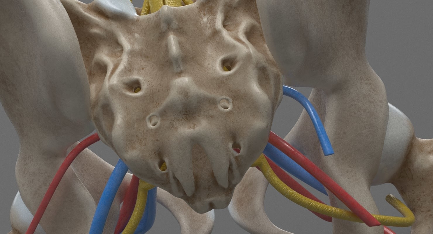 Human Female Anatomy - Sacrum Bone