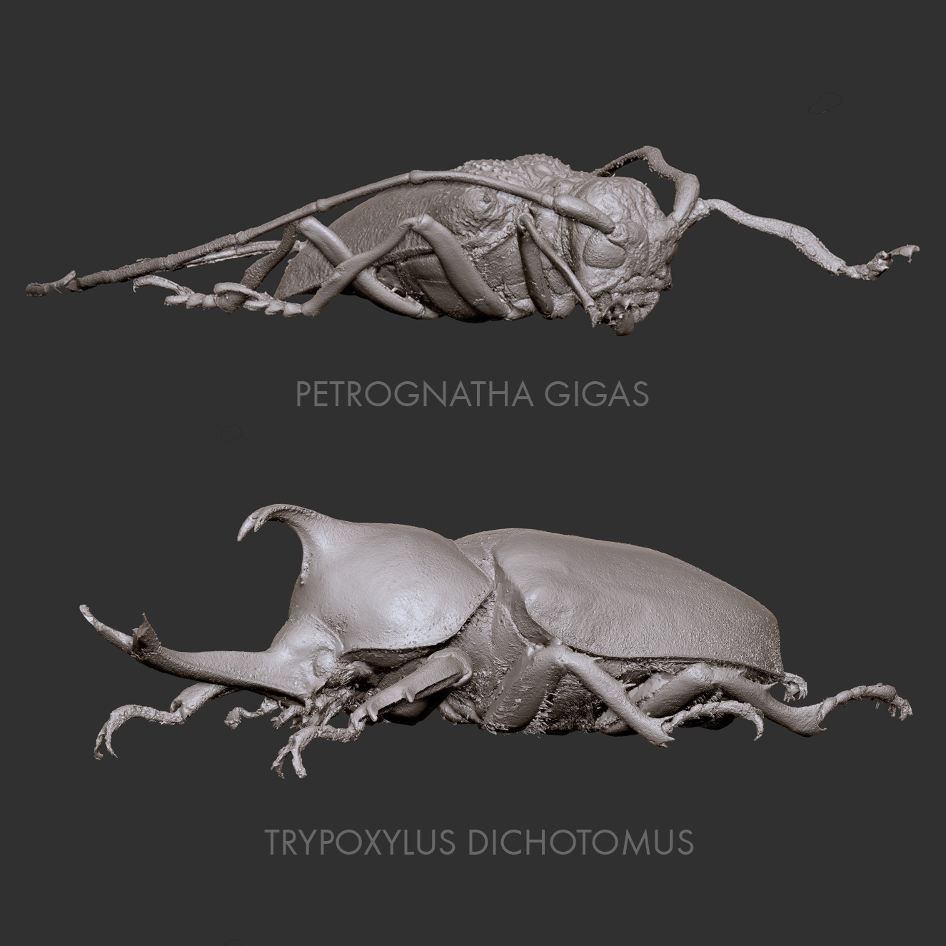 Monika Urbańczyk - Beetle - raw scans RC